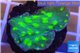 Echinopora lamellosa green 2-3 cm WYSIWYG acclimaté