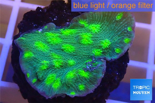 Echinopora lamellosa green 2-3 cm WYSIWYG acclimaté