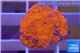 Montipora capricornis red plate 1-2 cm WYSIWYG acclimaté