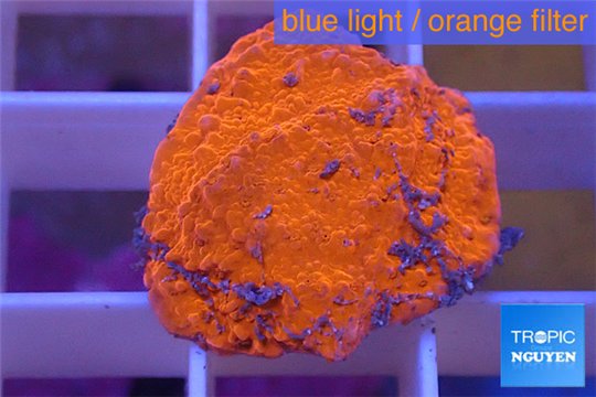 Montipora capricornis red plate 1-2 cm WYSIWYG acclimaté