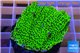 Montipora green & purple polyps 3-4 cm WYSIWYG acclimaté