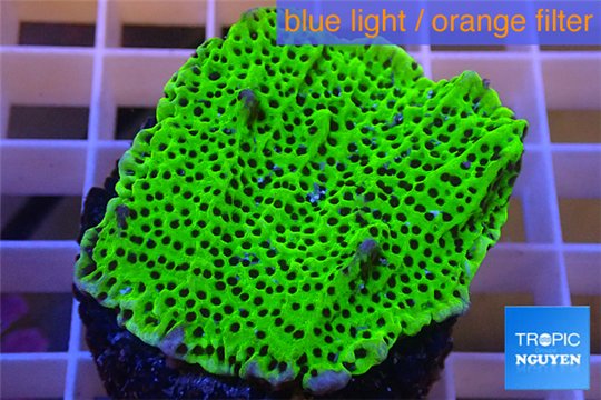 Montipora green & purple polyps 3-4 cm WYSIWYG acclimaté