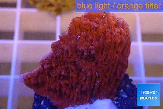 Montipora red purple polyps 3-4 cm WYSIWYG acclimaté