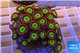 Zoanthus apple candy premium 7-10 cm WYSIWYG acclimaté