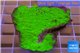 Montipora capricornis green plate damaged 3-5 cm WYSIWYG acclimaté