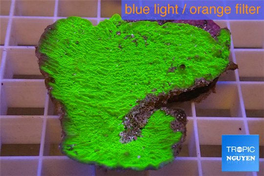 Montipora capricornis green plate damaged 3-5 cm WYSIWYG acclimaté