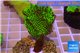 Montipora green & purple polyps 2-4 cm WYSIWYG acclimaté