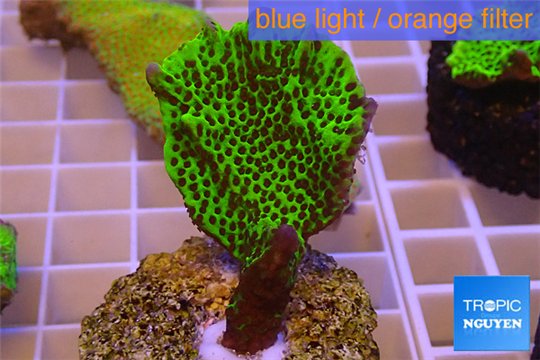 Montipora green & purple polyps 2-4 cm WYSIWYG acclimaté