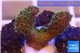 Pocillopora damicornis green & pink tip 1-2 cm WYSIWYG acclimaté