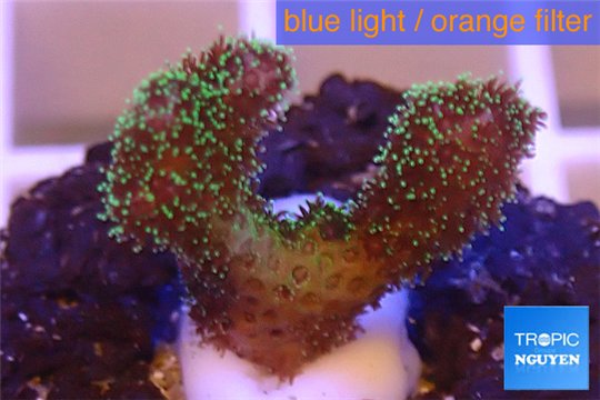 Pocillopora damicornis green & pink tip 1-2 cm WYSIWYG acclimaté