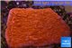 Montipora capricornis red plate 2-3 cm WYSIWYG acclimaté