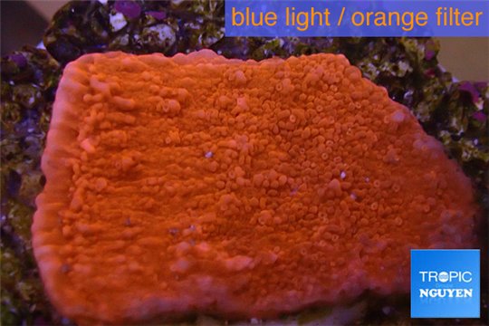 Montipora capricornis red plate 2-3 cm WYSIWYG acclimaté