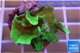 Pavona cactus green 3-6 cm WYSIWYG acclimaté