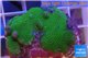 Montipora digitatta green 3-4 cm WYSIWYG acclimaté