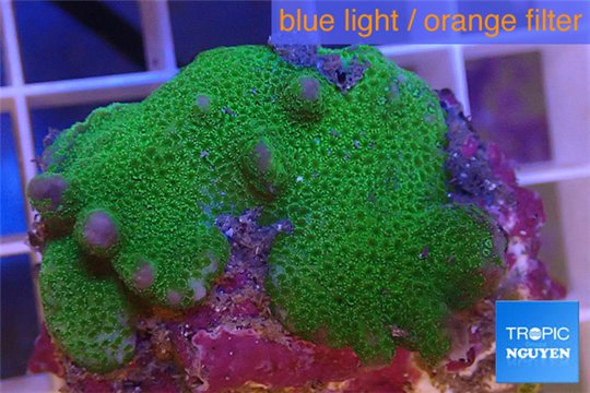 Montipora digitatta green 3-4 cm WYSIWYG acclimaté