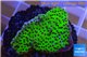 Montipora green & purple polyps 2-4 cm WYSIWYG acclimaté