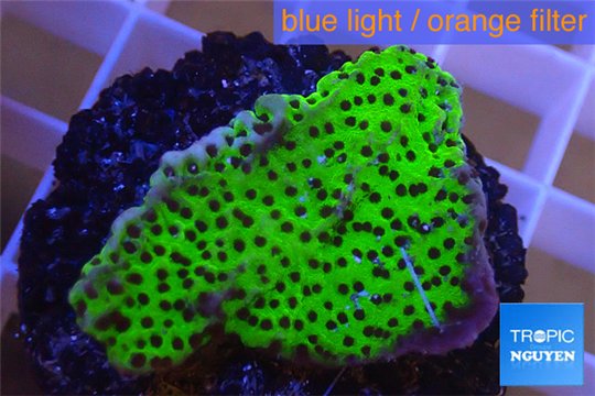 Montipora green & purple polyps 2-4 cm WYSIWYG acclimaté