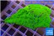 Montipora capricornis green plate 3-5 cm WYSIWYG acclimaté
