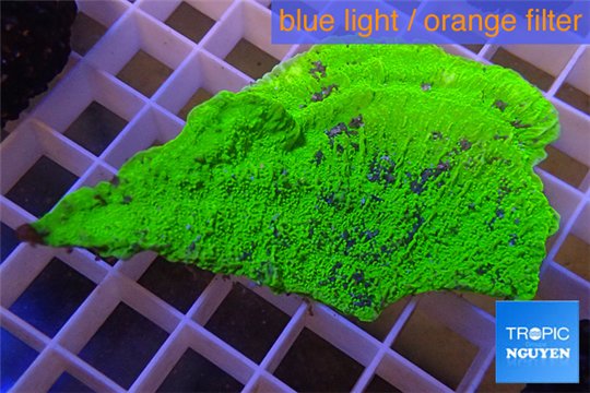 Montipora capricornis green plate 3-5 cm WYSIWYG acclimaté