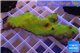 Montipora red fire forest 5-6 cm WYSIWYG acclimaté