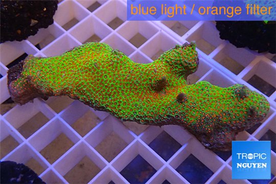 Montipora red fire forest 5-6 cm WYSIWYG acclimaté