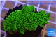Montipora green & purple polyps 3-4 cm WYSIWYG acclimaté