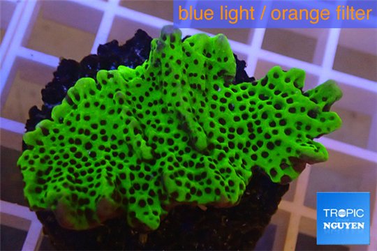 Montipora green & purple polyps 3-4 cm WYSIWYG acclimaté