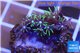 Pachyclavularia neon green 2-3 cm WYSIWYG acclimaté