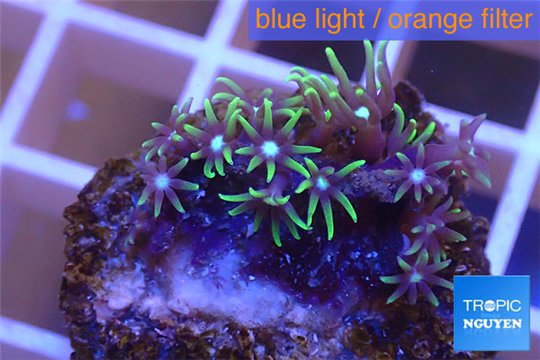Pachyclavularia neon green 2-3 cm WYSIWYG acclimaté