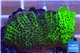 Montipora green & purple polyps 3-4 cm WYSIWYG acclimaté