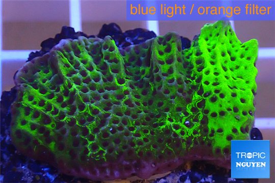 Montipora green & purple polyps 3-4 cm WYSIWYG acclimaté