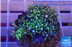 Pachyclavularia neon green 2-4 cm WYSIWYG acclimaté