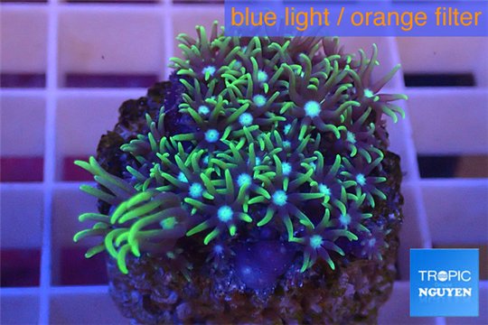 Pachyclavularia neon green 2-4 cm WYSIWYG acclimaté