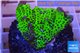 Montipora green & purple polyps 3-4 cm WYSIWYG acclimaté
