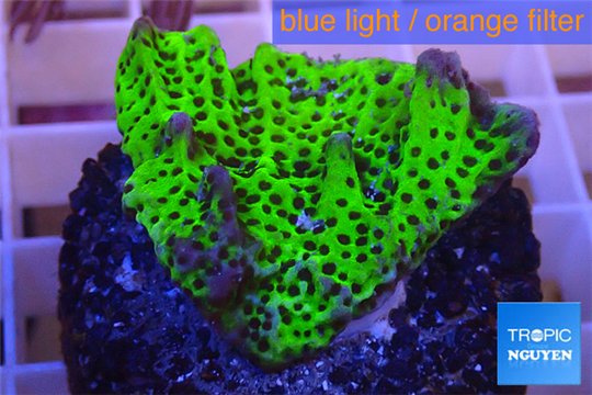 Montipora green & purple polyps 3-4 cm WYSIWYG acclimaté