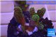 Pocillopora damicornis green & pink tip 2-4 cm WYSIWYG acclimaté
