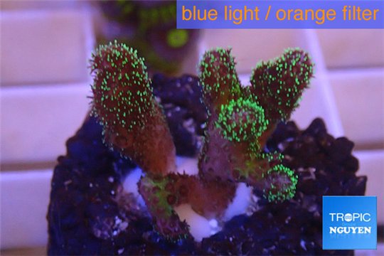 Pocillopora damicornis green & pink tip 2-4 cm WYSIWYG acclimaté