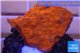 Montipora capricornis red plate 2-3 cm WYSIWYG acclimaté