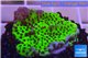 Montipora green & purple polyps 3-4 cm WYSIWYG acclimaté