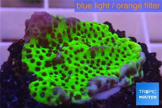 Montipora green & purple polyps 3-4 cm WYSIWYG acclimaté