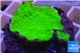 Montipora capricornis green plate 2-4 cm WYSIWYG acclimaté