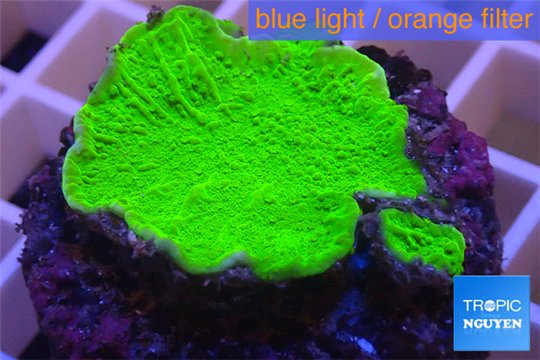 Montipora capricornis green plate 2-4 cm WYSIWYG acclimaté