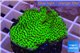 Montipora green & purple polyps 3-4 cm WYSIWYG acclimaté