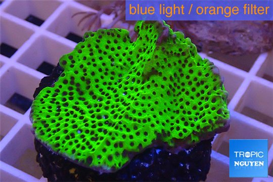 Montipora green & purple polyps 3-4 cm WYSIWYG acclimaté