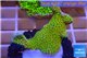 Montipora red fire forest 3-4 cm WYSIWYG acclimaté