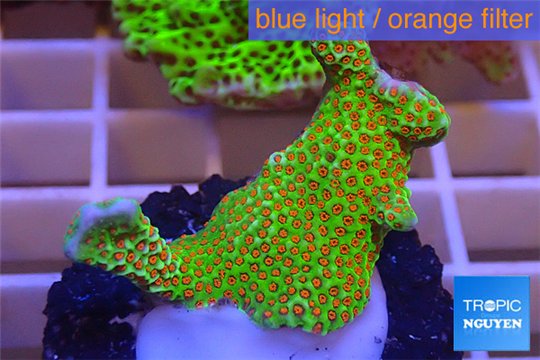 Montipora red fire forest 3-4 cm WYSIWYG acclimaté