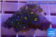 Zoanthus neon green magician blue 12-15 polyps WYSIWYG acclimaté
