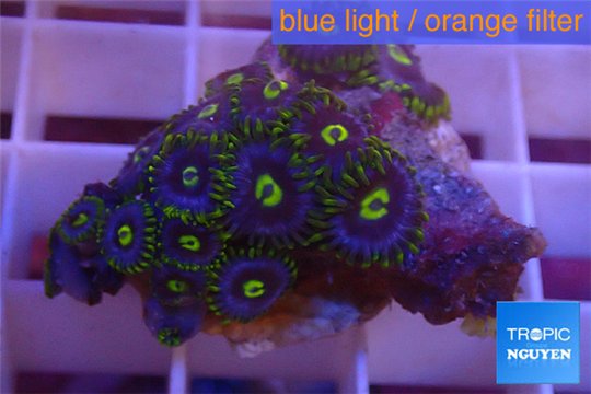 Zoanthus neon green magician blue 12-15 polyps WYSIWYG acclimaté