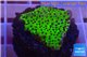 Montipora green & purple polyps 3-4 cm WYSIWYG acclimaté