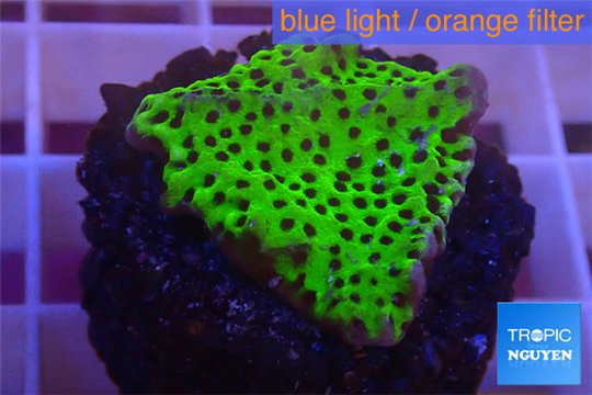 Montipora green & purple polyps 3-4 cm WYSIWYG acclimaté
